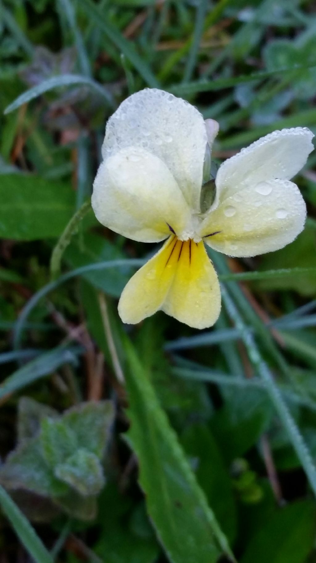 Viola tricolor